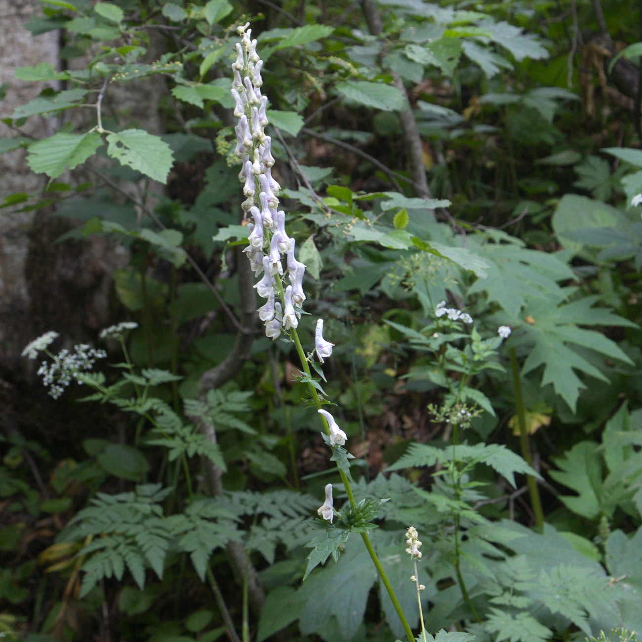 Изображение особи Aconitum orientale.
