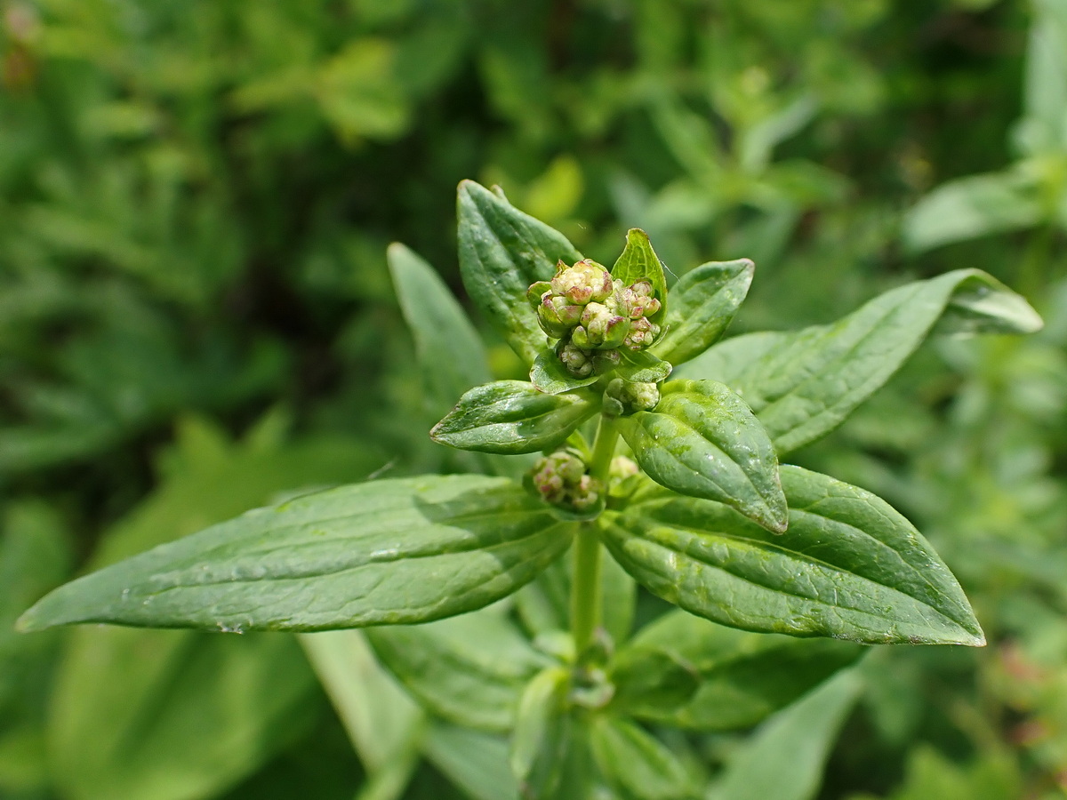 Image of Galium physocarpum specimen.