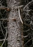 Picea meyeri. Часть ствола с основаниями отмерших ветвей. Китай, пров. Ганьсу, хр. Циляньшань, дол. Матисы, ≈ 2600 м н.у.м., смешанный лес. 05.06.2025.