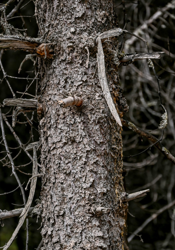 Изображение особи Picea meyeri.
