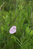 Calystegia dahurica