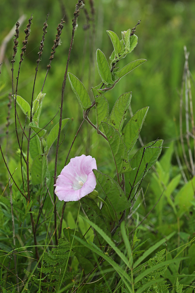Image of Calystegia dahurica specimen.