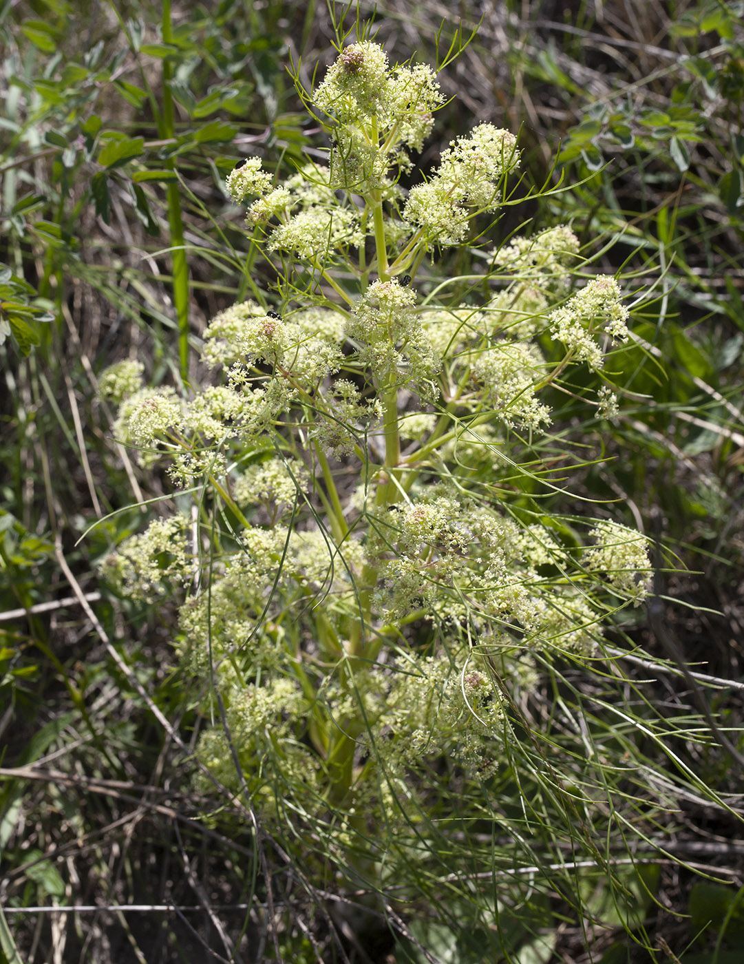 Image of Trinia multicaulis specimen.