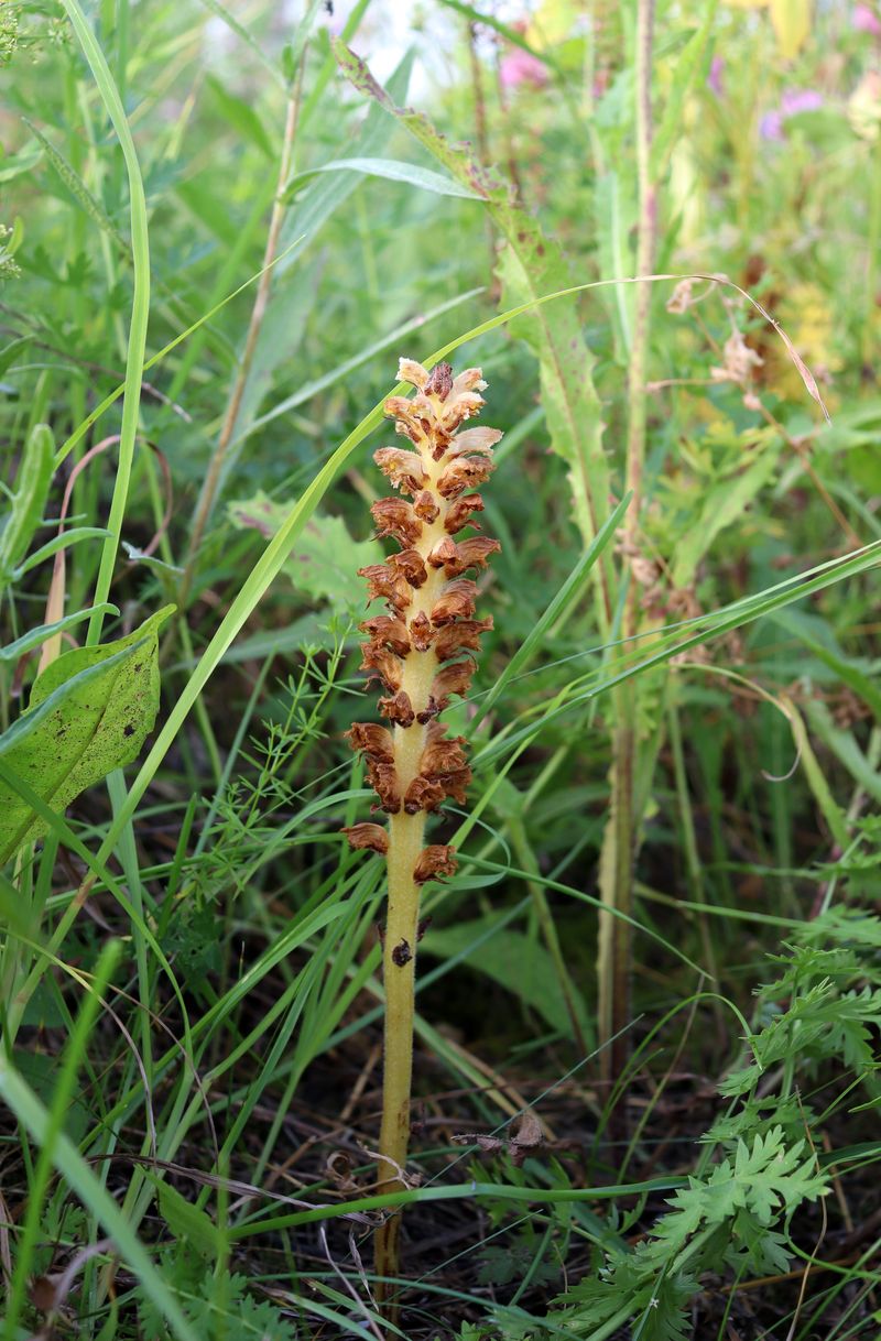 Изображение особи Orobanche bartlingii.