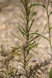 genus Linaria