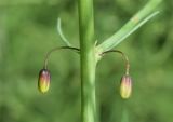 Asparagus brachyphyllus
