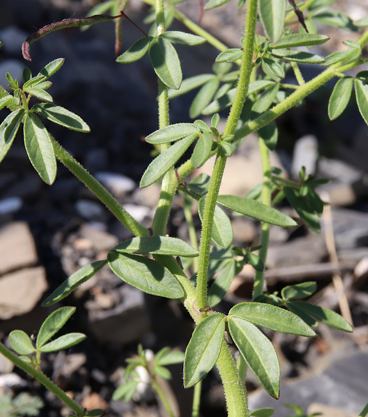Image of Cleome daghestanica specimen.
