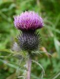 genus Cirsium