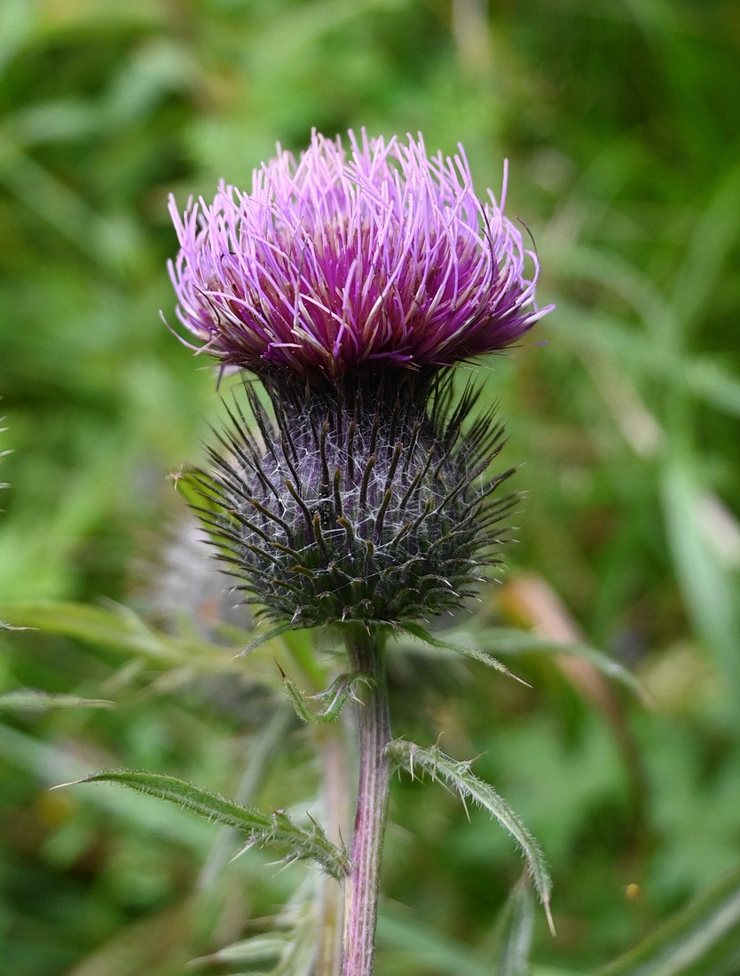 Image of genus Cirsium specimen.