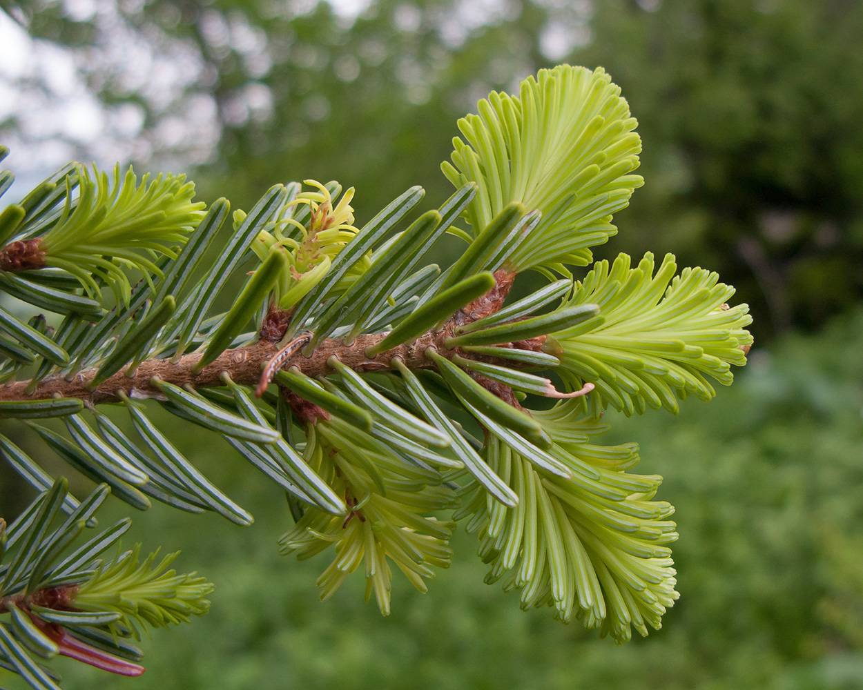 Image of Abies nordmanniana specimen.