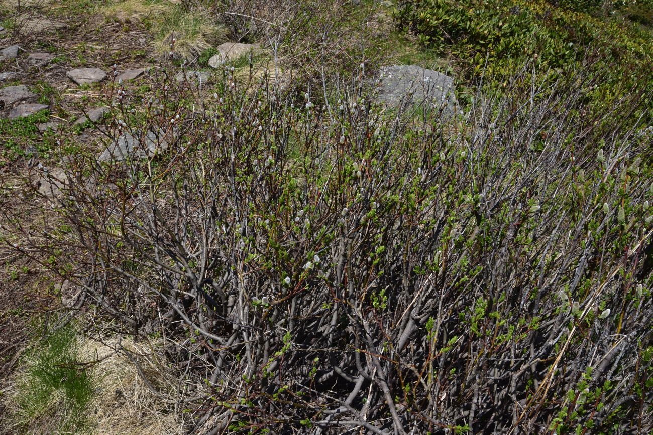 Image of genus Salix specimen.