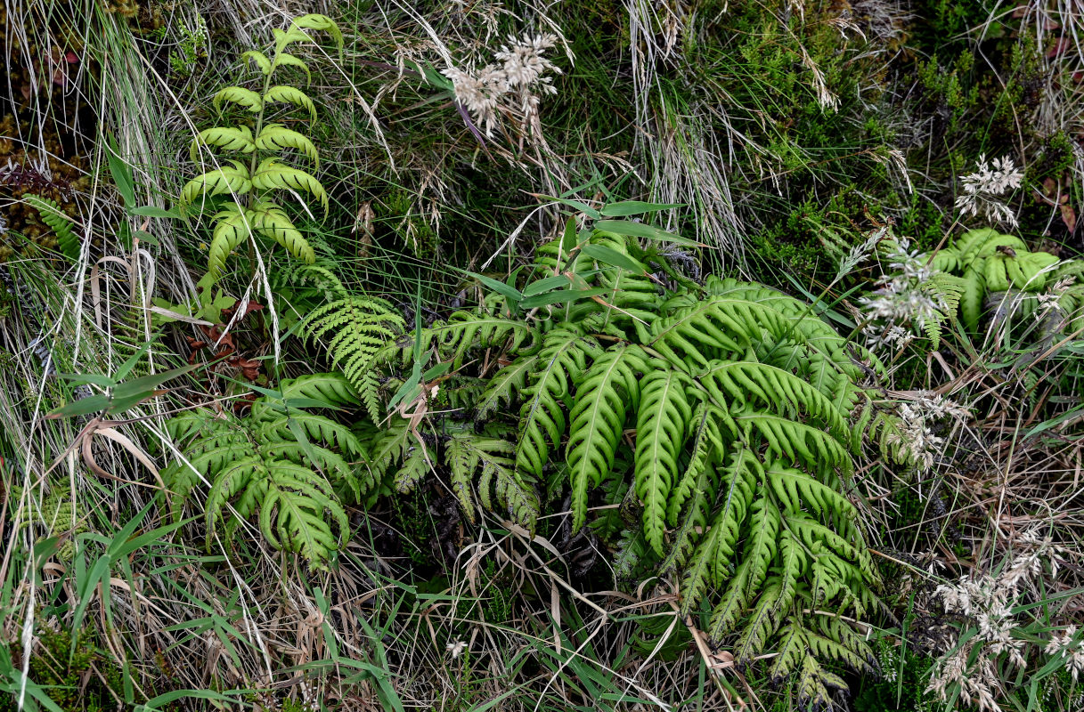 Изображение особи Woodwardia radicans.
