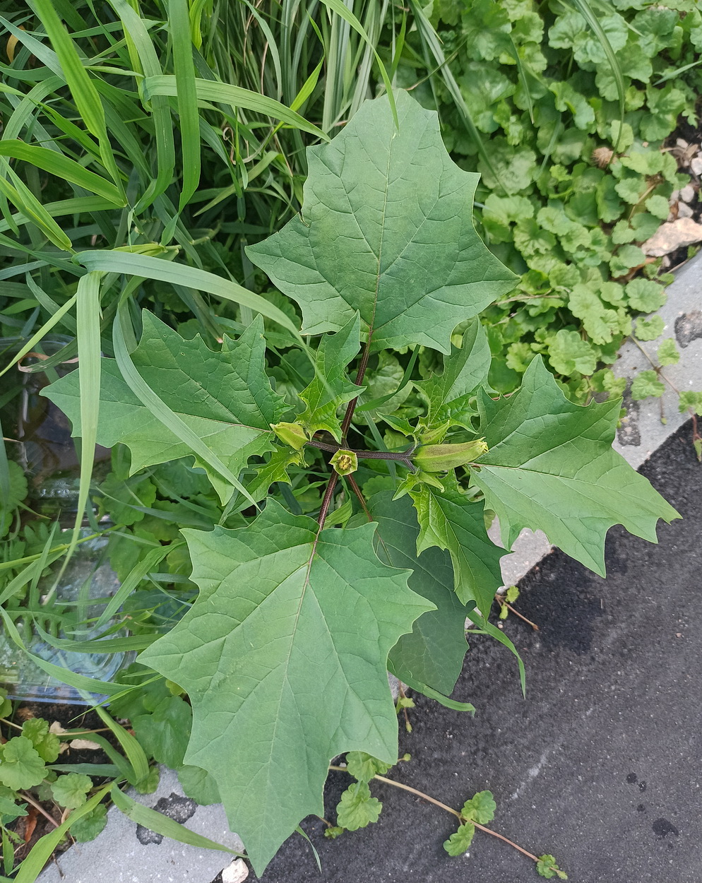 Изображение особи Datura stramonium.