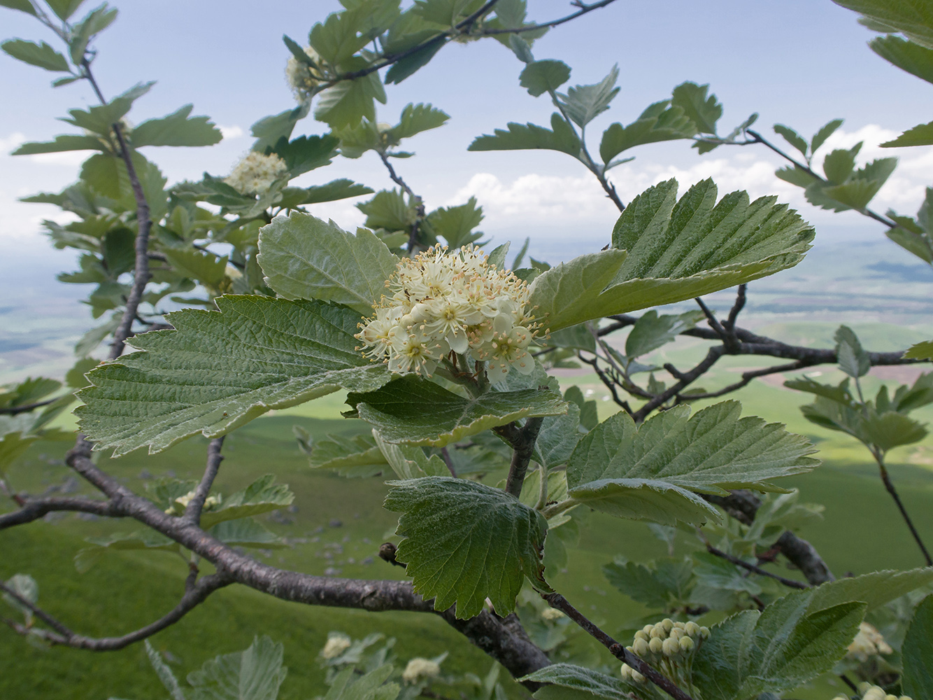 Image of Sorbus caucasica specimen.