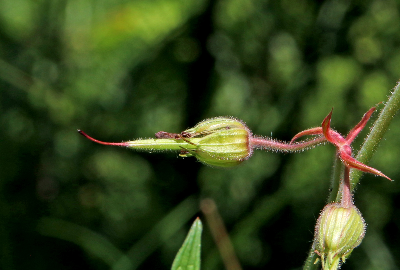 Image of Geranium pratense specimen.