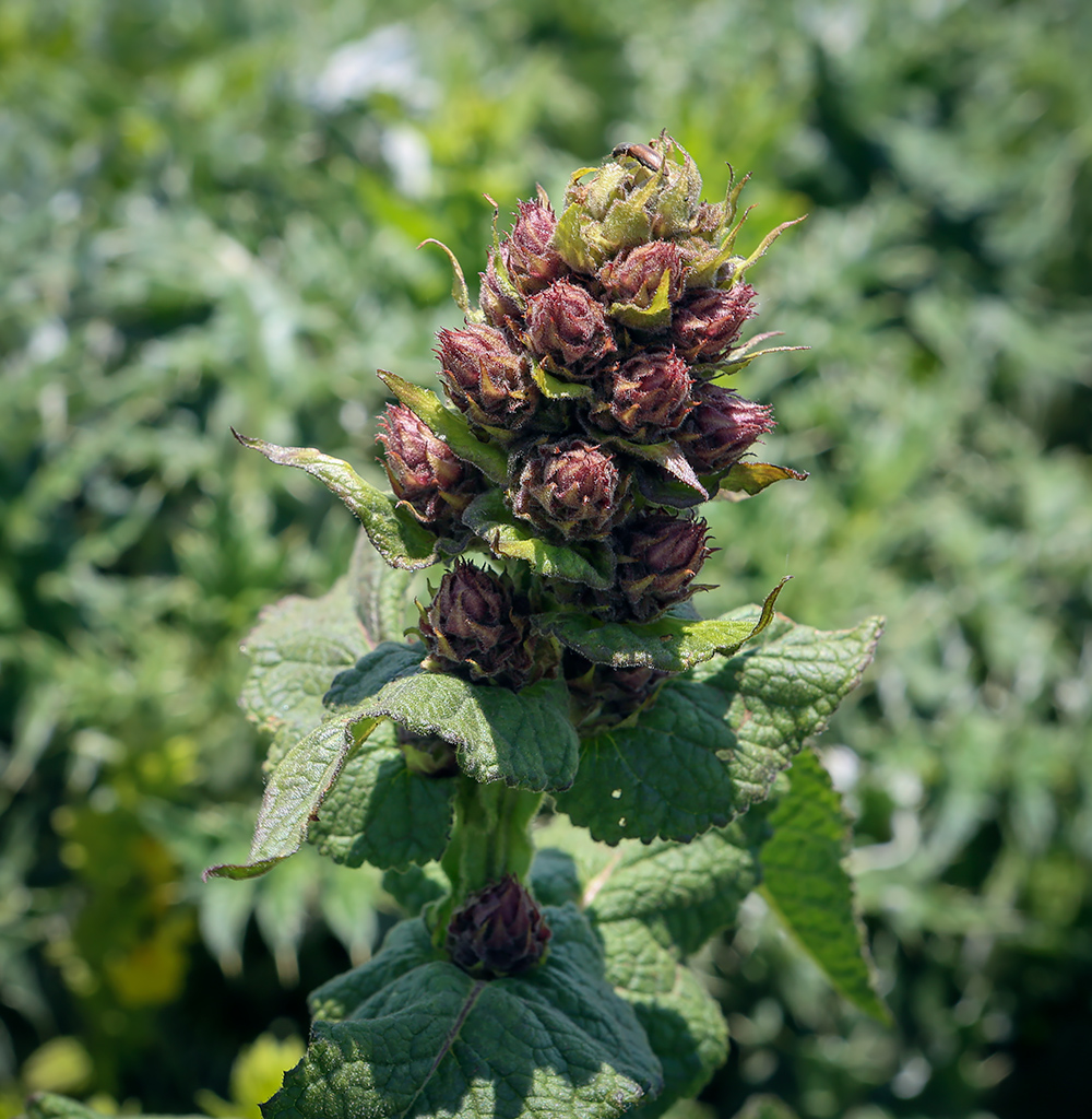 Изображение особи Неопознанный вид.