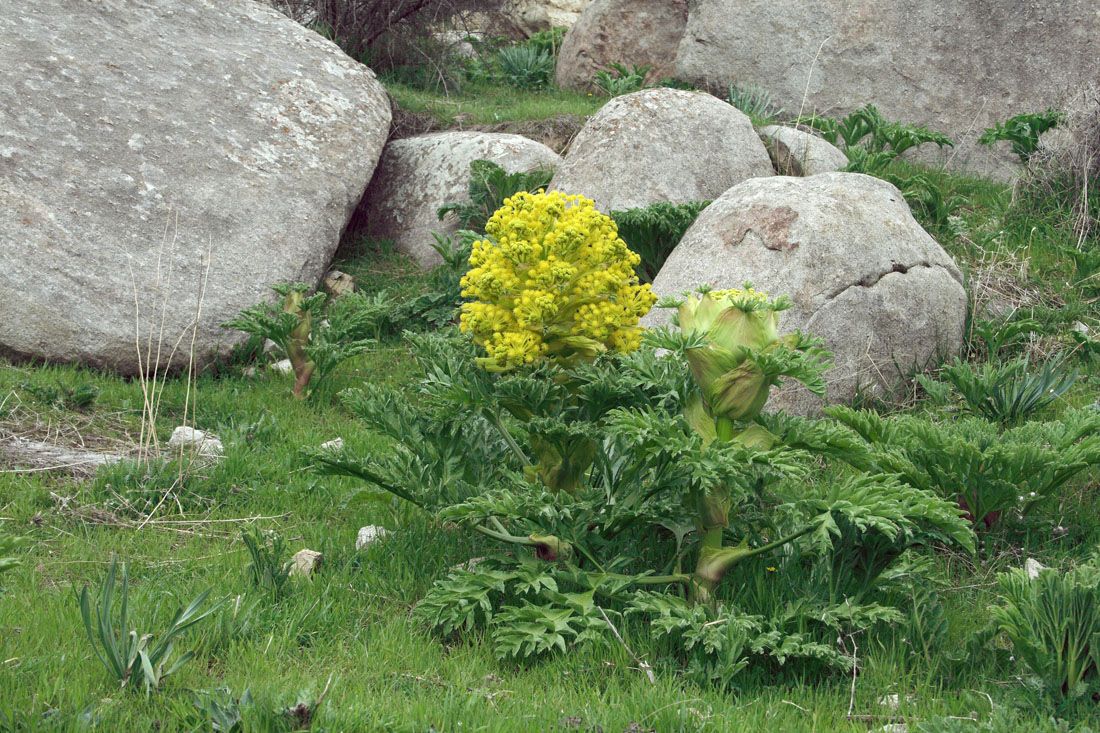 Изображение особи Ferula kuhistanica.