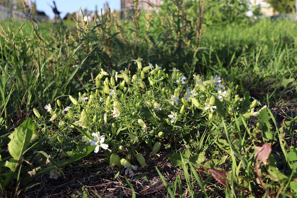 Изображение особи Oberna procumbens.