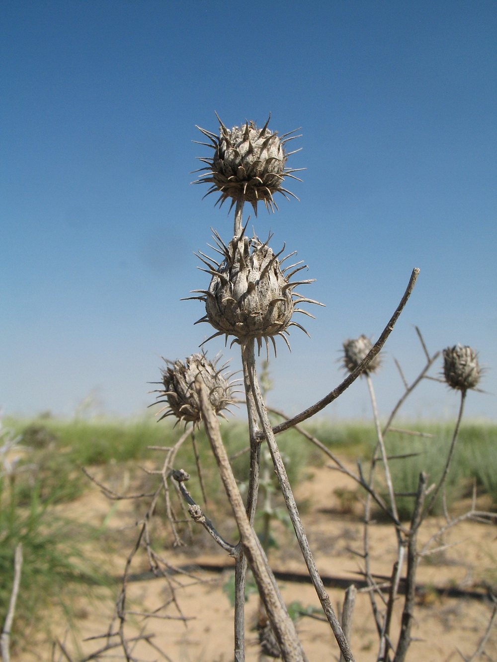 Изображение особи Cousinia astracanica.