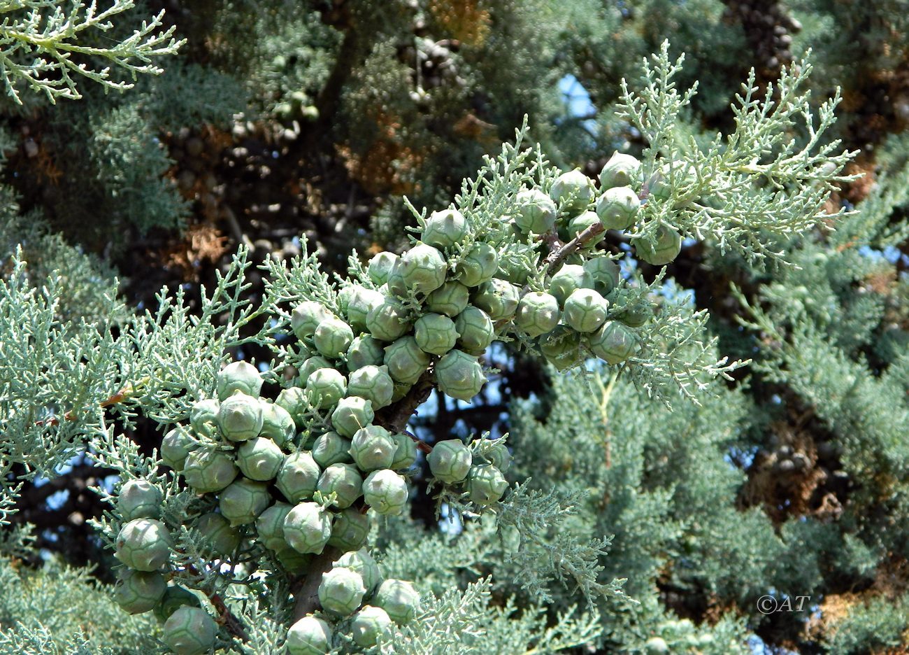 Image of Cupressus arizonica specimen.