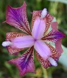 Iris stolonifera. Цветок (вид сверху). Узбекистан, Сурхандарьинская обл., гора Бабатаг, восточная сторона кишлака Чагам, до водораздельной части хр. Боботаг, ок. 1300 м н.у.м.,, саванноидное сообщество. 12.04.2025.