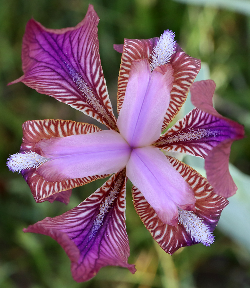 Изображение особи Iris stolonifera.