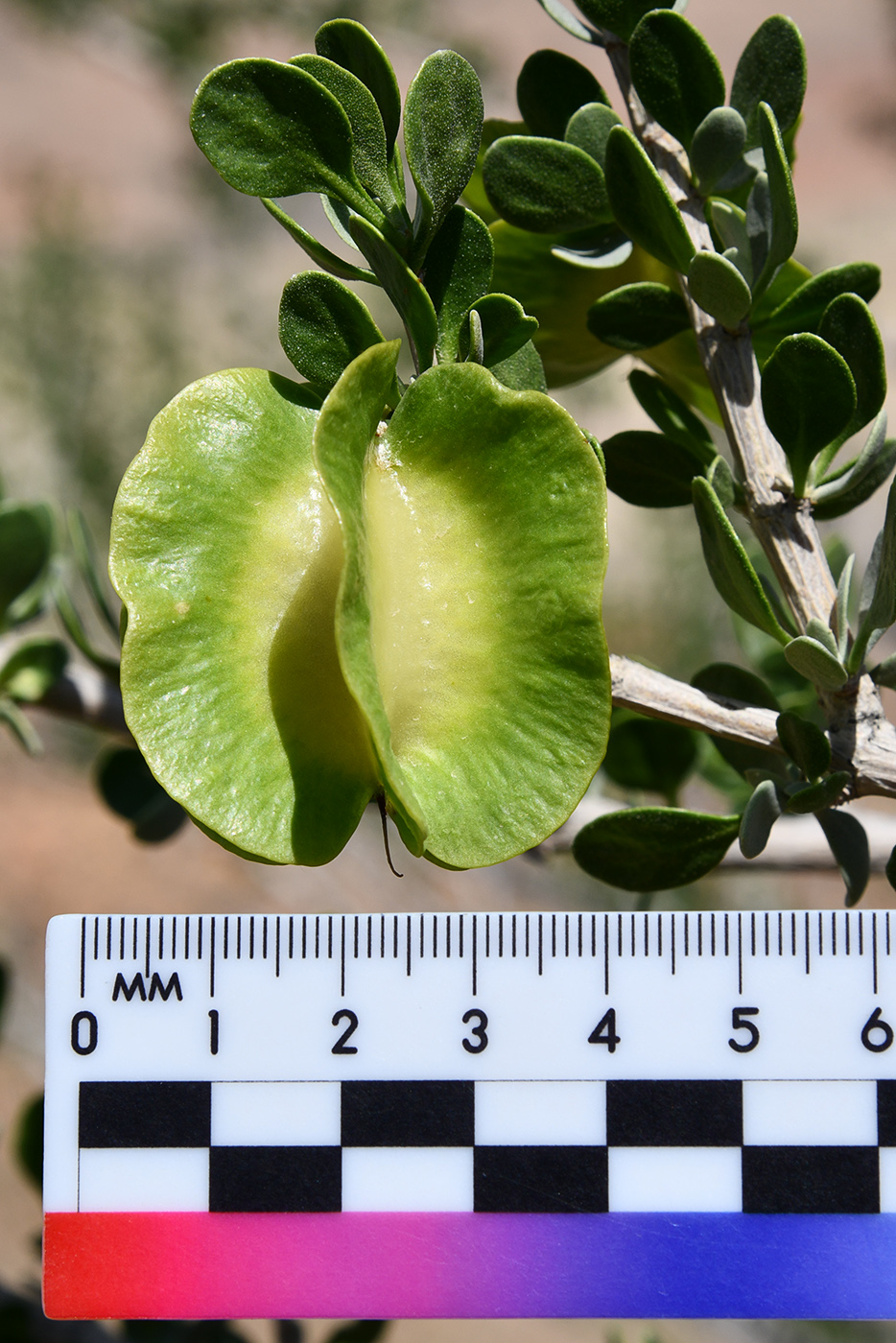 Изображение особи Zygophyllum atriplicoides.