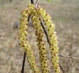 Betula pendula