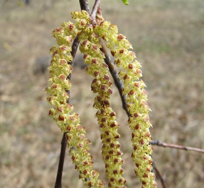 Изображение особи Betula pendula.