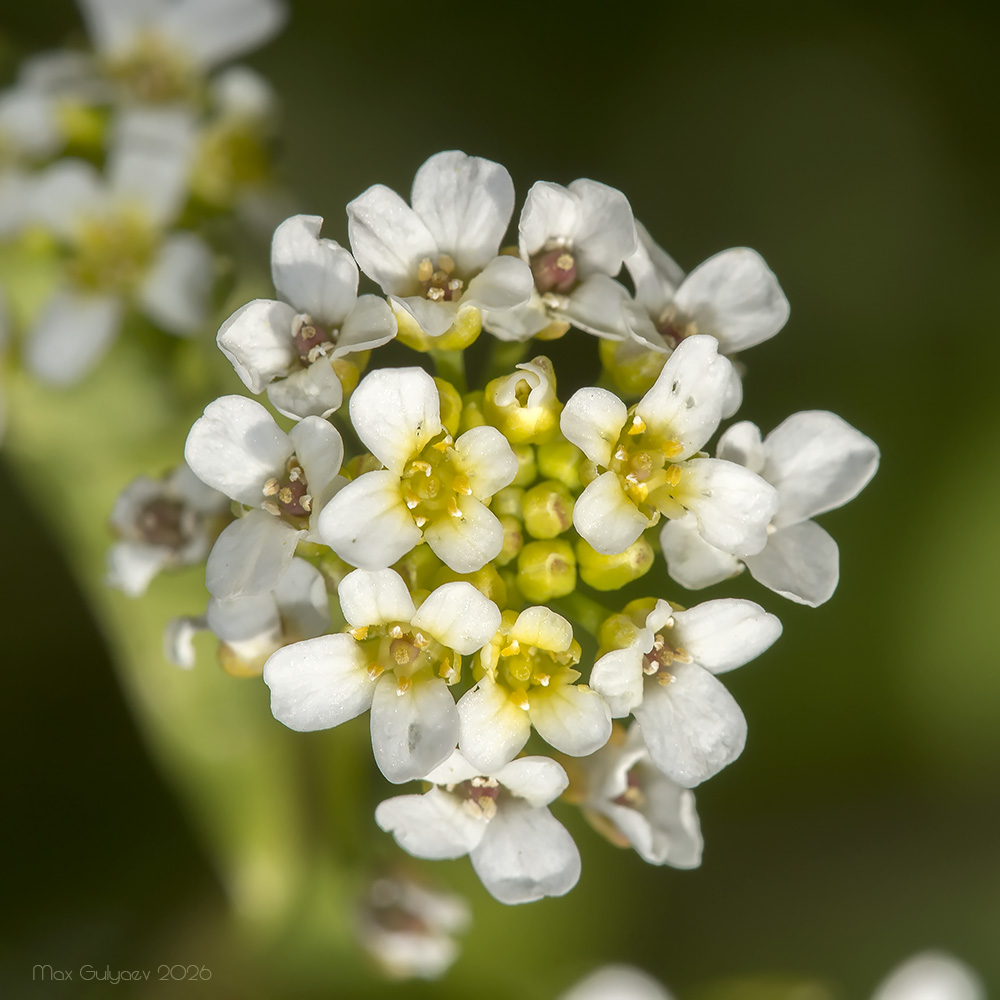 Изображение особи Calepina irregularis.