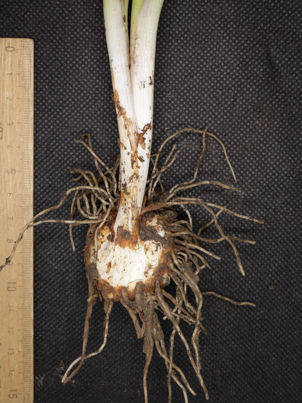 Изображение особи Arum elongatum.