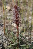 Orobanche grenieri. Цветущее растение паразитирующее на Lactuca viminea. Южный Берег Крыма, окр. пгт Симеиз, гора Кошка. 23.05.2026.