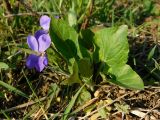 Viola ambigua. Цветущее растение. Ростовская обл., Азовский р-н, с. Кугей, степной склон балки. 28.03.2026.
