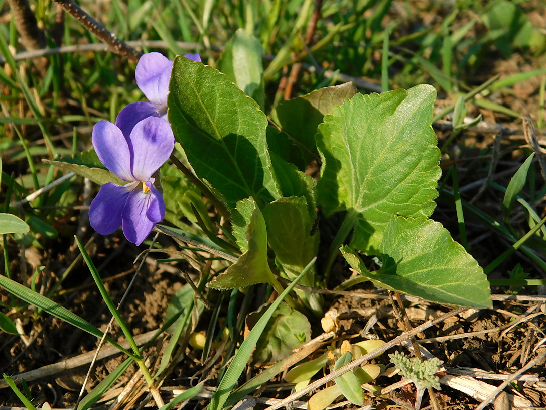 Image of Viola ambigua specimen.