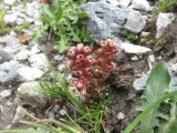 Sedum atratum. Цветущее растение. Болгария, гора Рила, по туристической тропе между хижиной Рибни езера и вершиной Мермера, на мраморизованном известняке. 30 июля 2024 г.