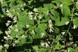 род Philadelphus