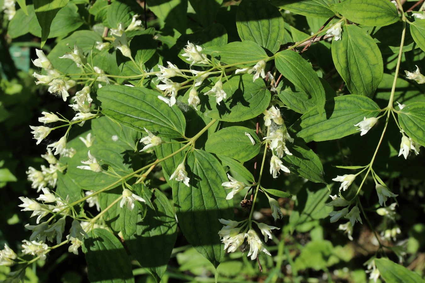 Image of genus Philadelphus specimen.