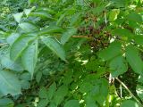 Смотреть изображение Sambucus ebulus