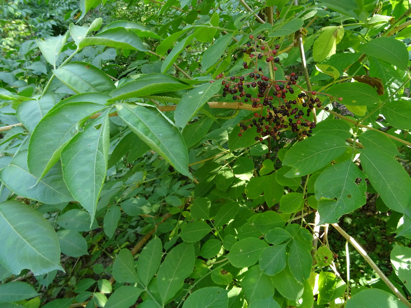 Image of Sambucus ebulus specimen.