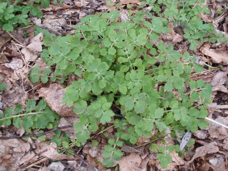 Image of Chelidonium majus specimen.