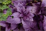 Ocimum basilicum