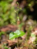 Listera pinetorum. Цветущее растение. Хабаровский край, р-н имени Лазо, верховье р. Ко, выс. ≈ 930 м н.у.м., долинный хвойный лес. 01.08.2026.