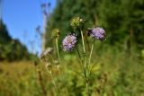 Succisa pratensis