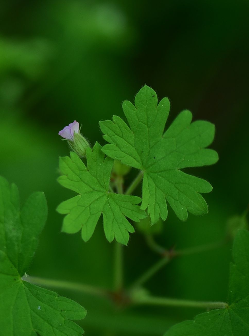 Image of genus Geranium specimen.