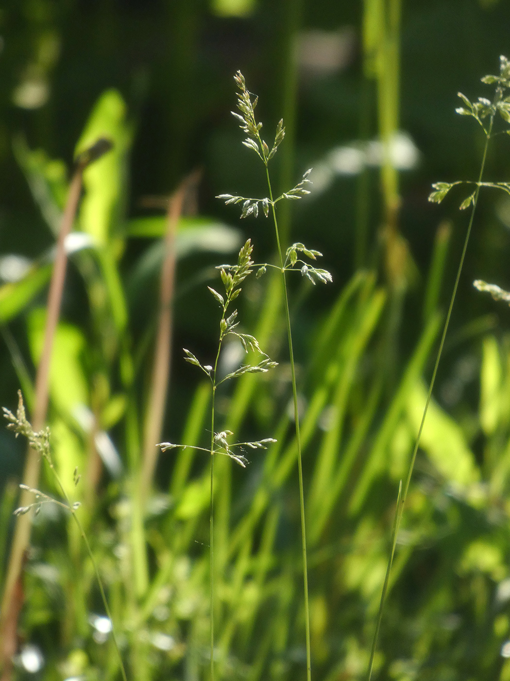 Image of Poa angustifolia specimen.