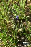 unknown species. Цветущее и отцветающее растения. Турция, ил Артвин, р-н Юсуфели, окр. дер. Дамлаташ, выс. 1912 м н.у.м., луг. 13 июня 2026 г.