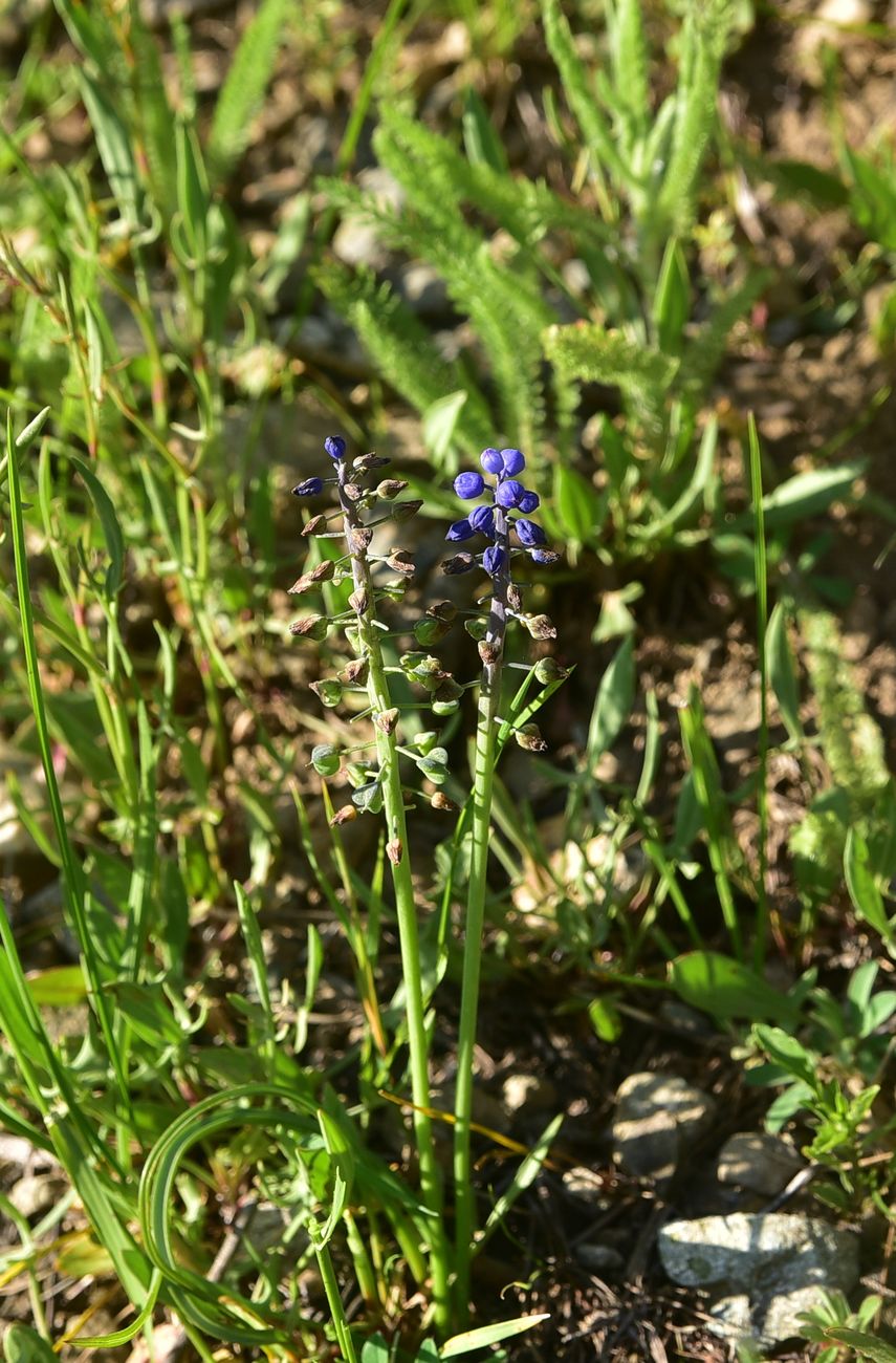 Image of genus Muscari specimen.