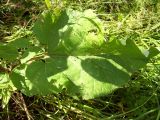 Arctium nemorosum