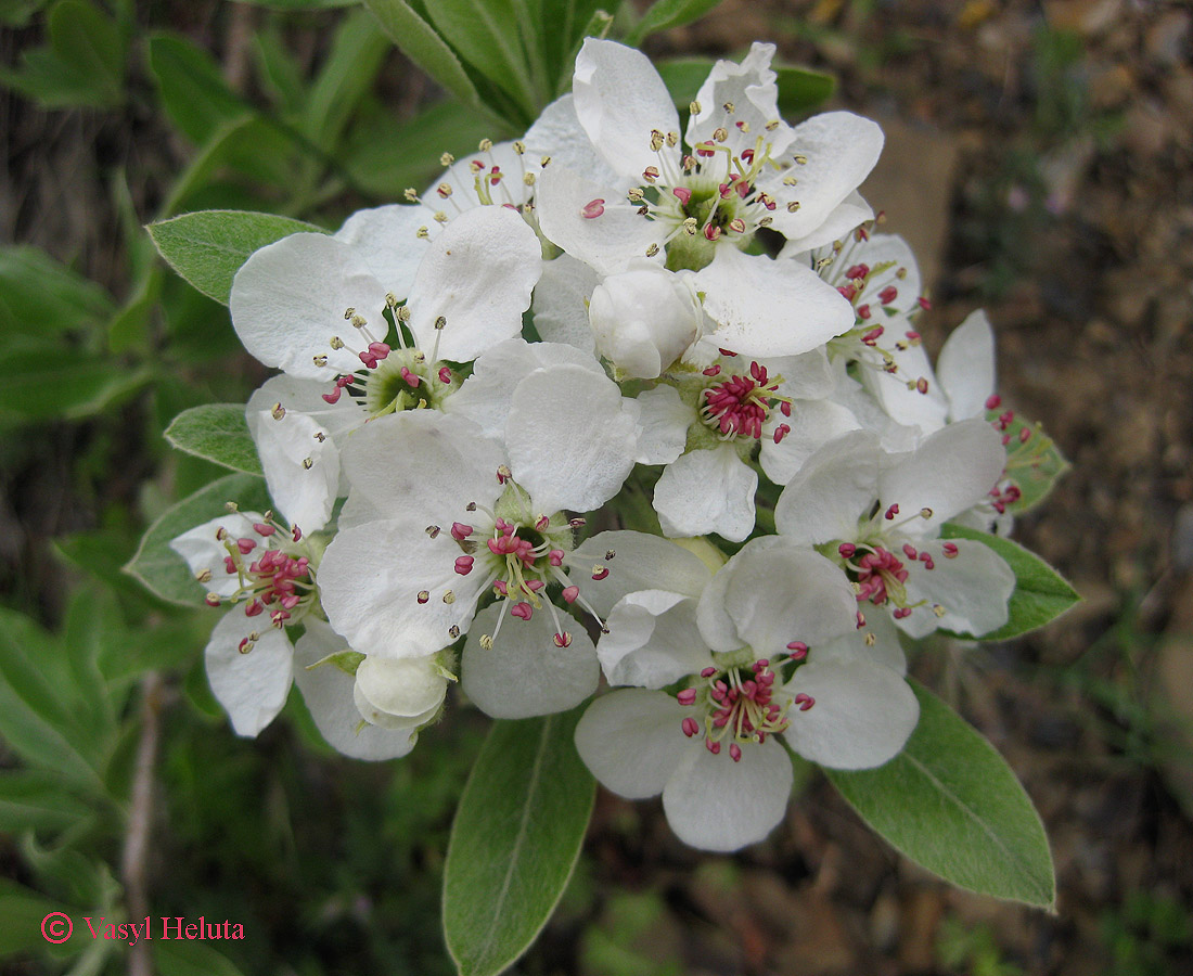 Изображение особи Pyrus elaeagrifolia.