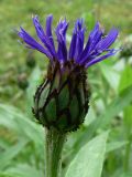 Centaurea montana. Соцветие. Свердловская обл., Первоуральский городской округ, окрестности ж.-д. станции Хрустальная, в культуре. 12.06.2011.